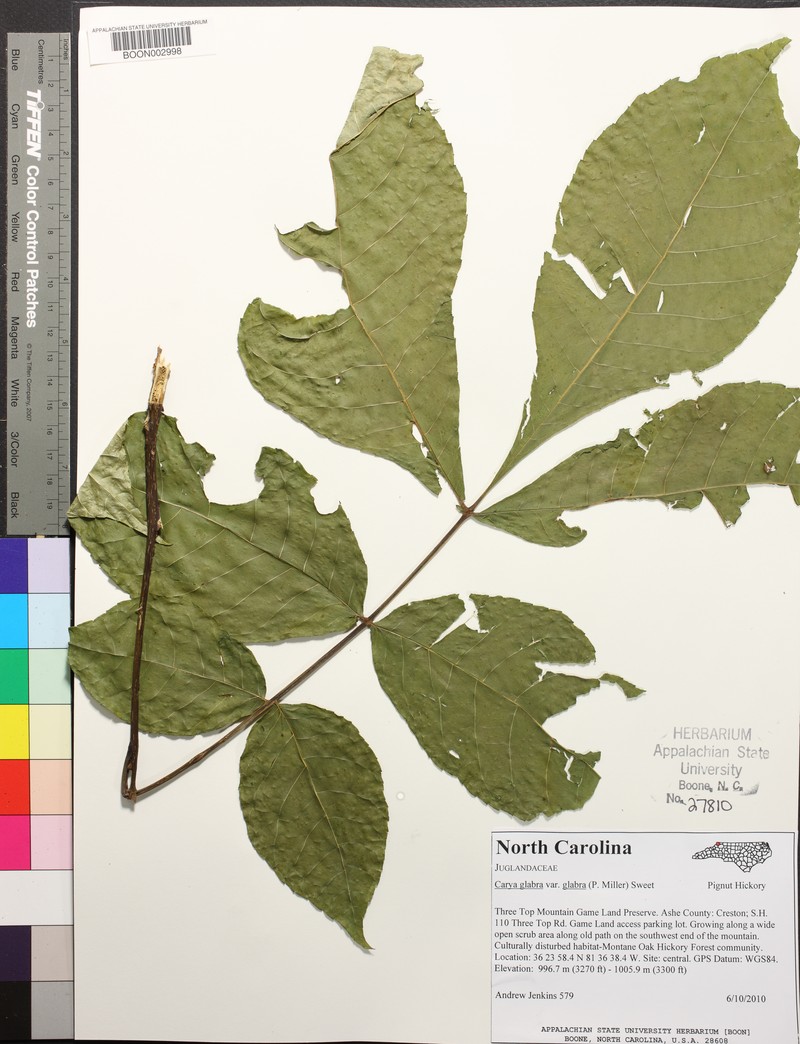 Carya glabra var. glabra photo 7