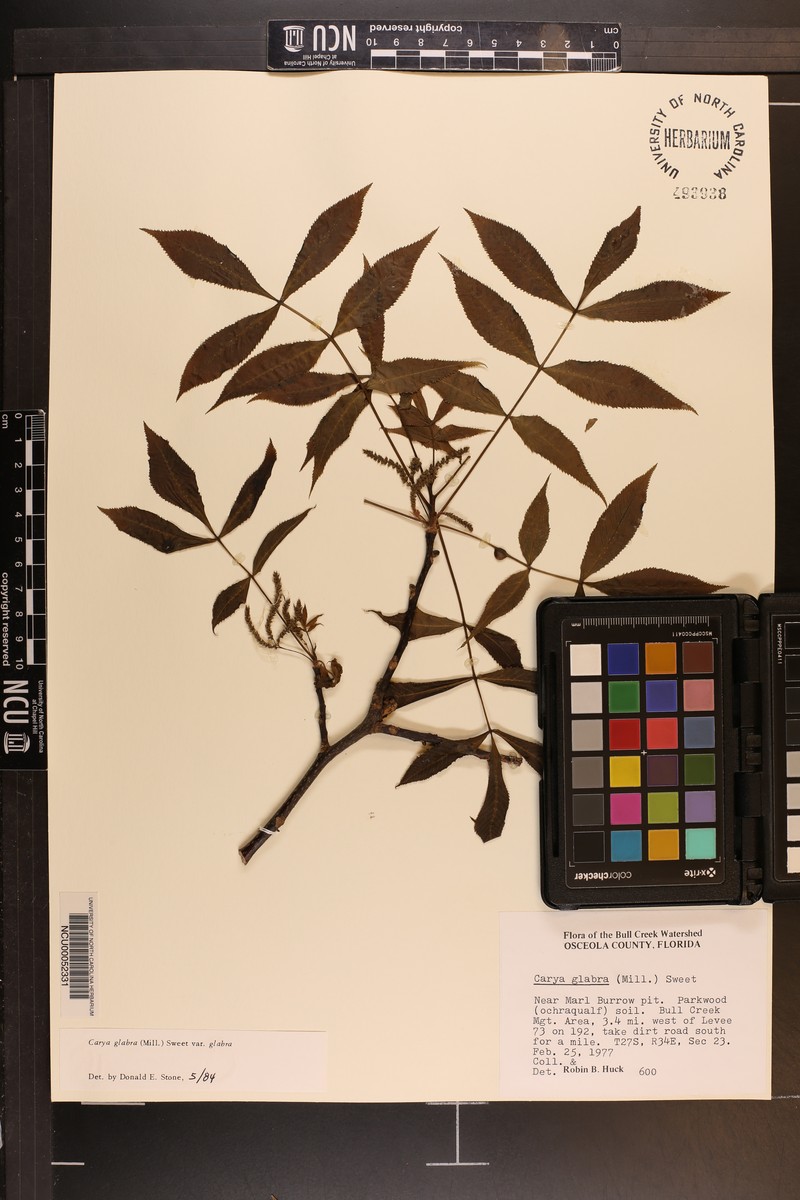 Carya glabra var. glabra photo 8