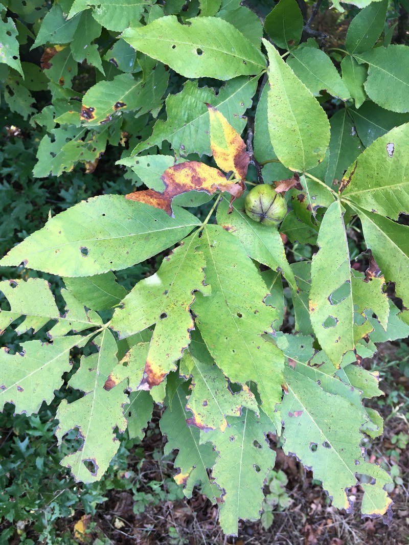 Carya glabra var. glabra