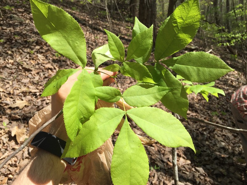 Carya glabra var. glabra photo 2