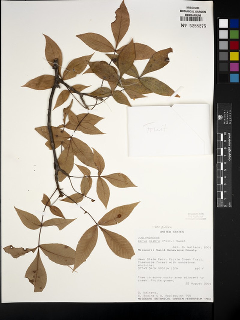 Carya glabra var. glabra photo 3