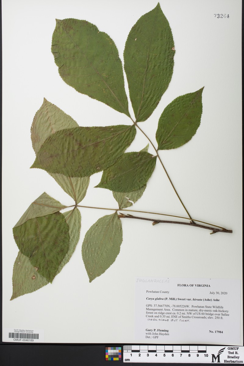 Carya glabra var. megacarpa photo 4