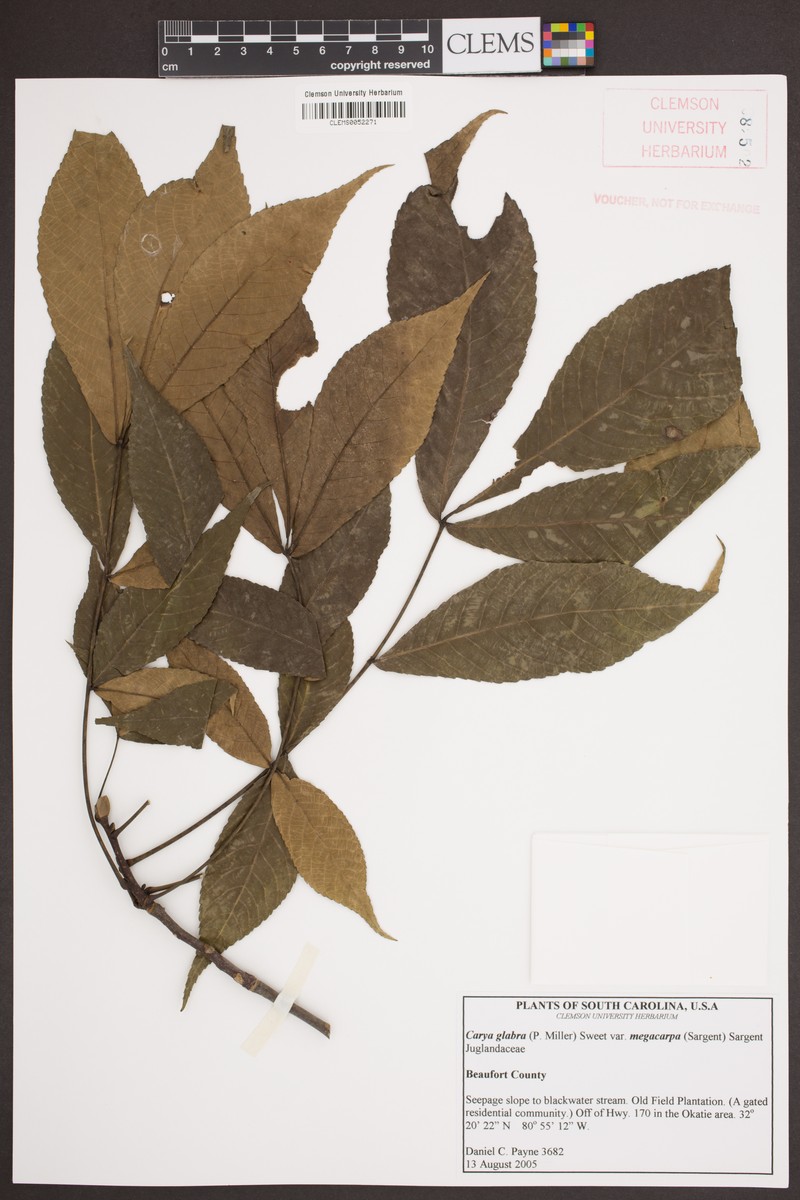 Carya glabra var. megacarpa photo 5