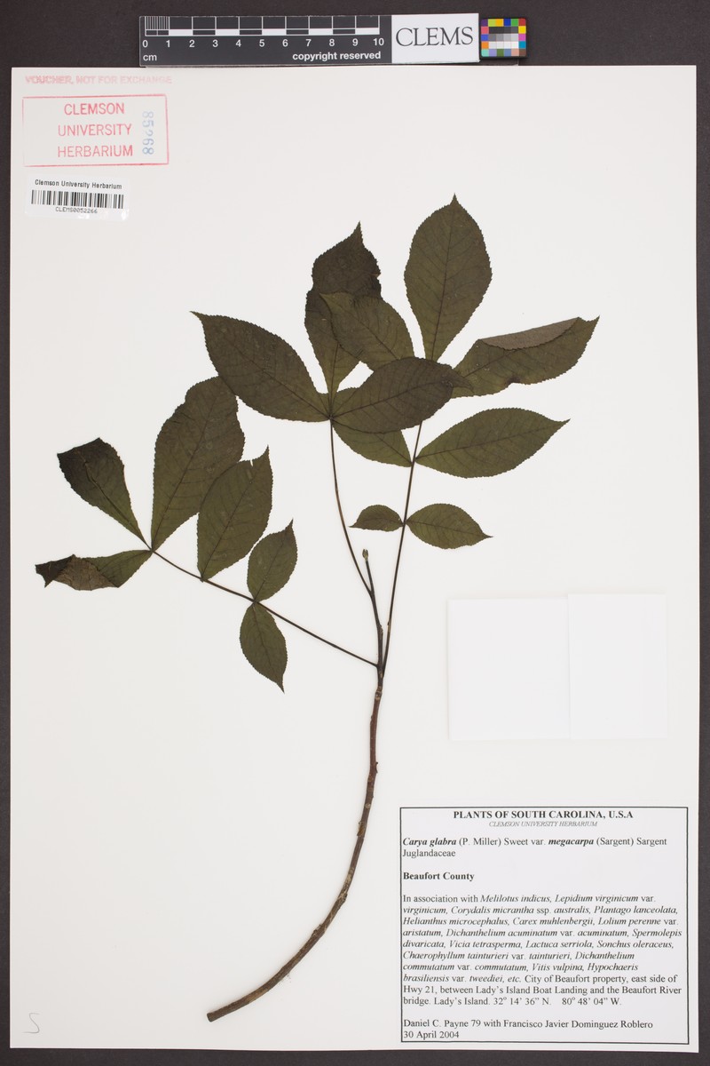 Carya glabra var. megacarpa photo 6