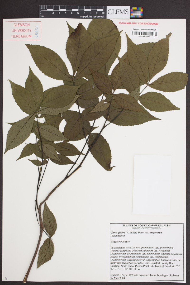 Carya glabra var. megacarpa photo 7