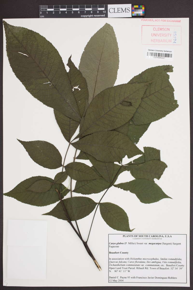 Carya glabra var. megacarpa photo 8