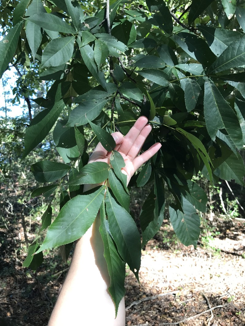 Carya glabra var. megacarpa photo 2