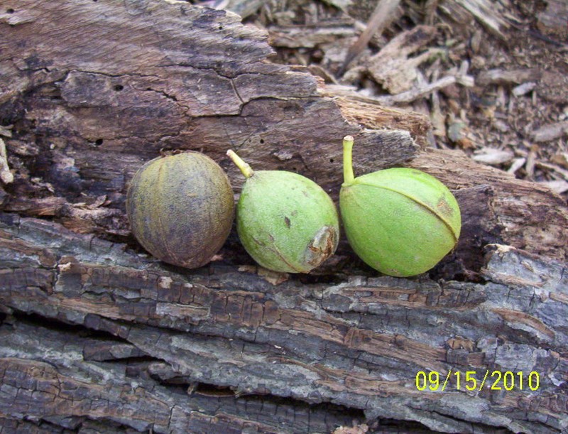 Carya glabra var. megacarpa photo 3