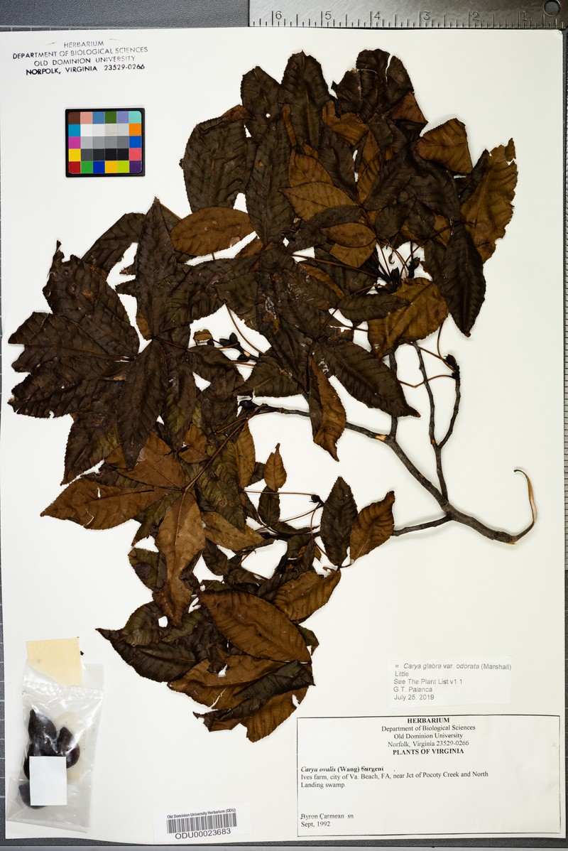 Red Hickory