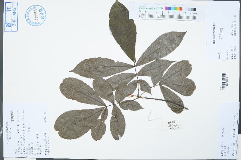 Carya hunanensis