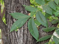 Pecan