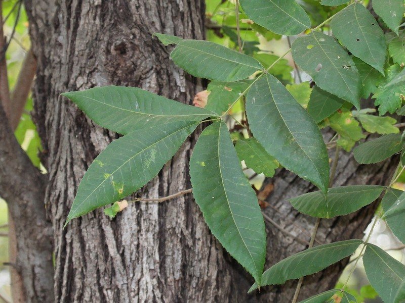 Pecan