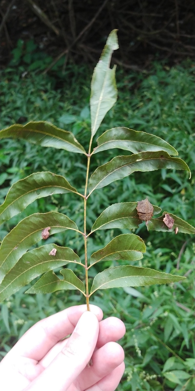Pecan photo 2