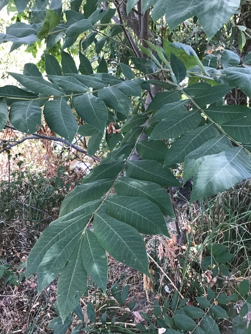 Pecan photo 3