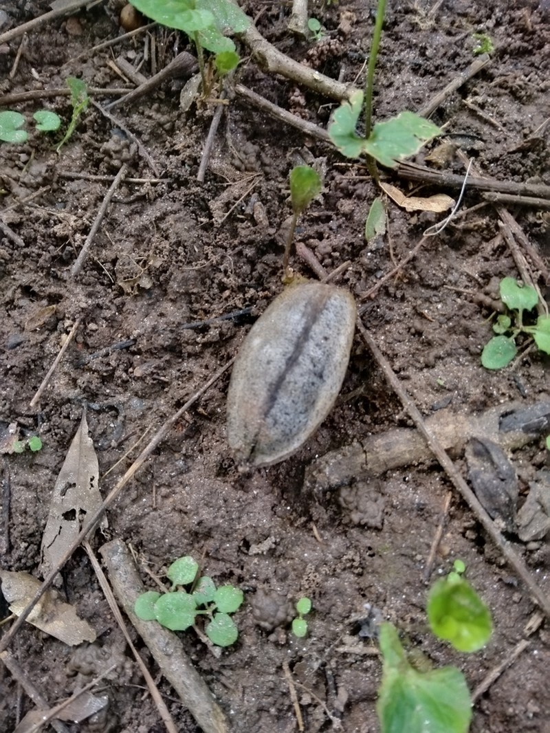 Pecan photo 5