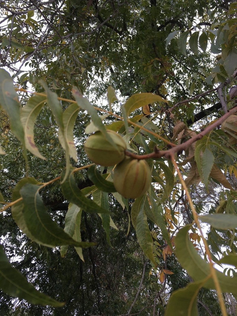 Pecan photo 6