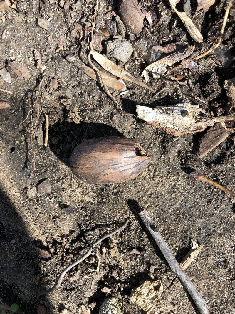 Pecan photo 7