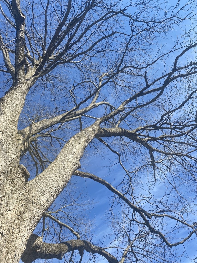 Pecan photo 8