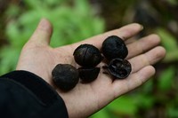 Carya kweichowensis