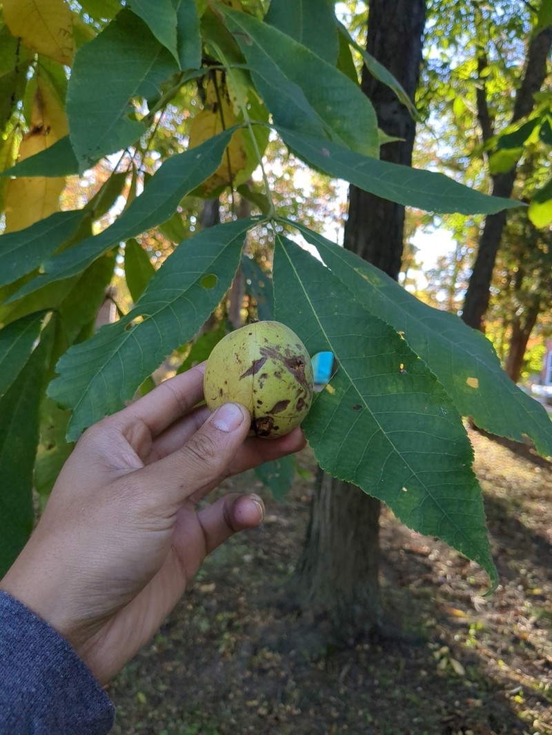 Shellbark Hickory