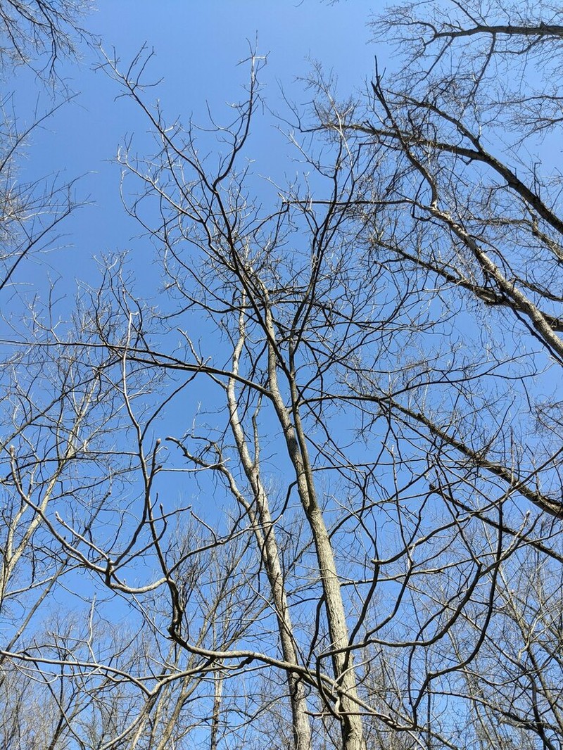 Shellbark Hickory photo 2