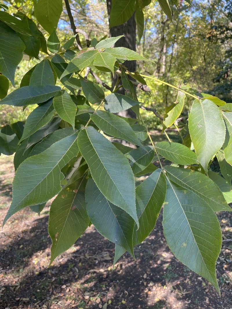 Shellbark Hickory photo 3