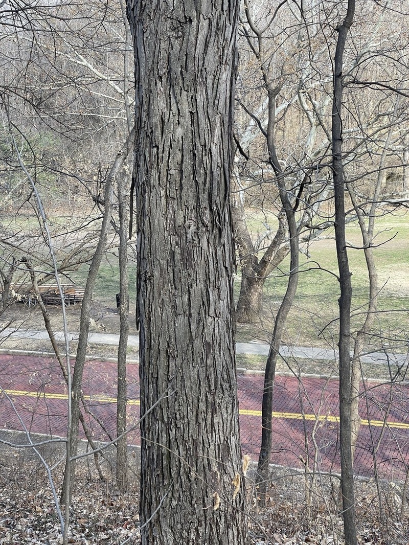 Shellbark Hickory photo 4