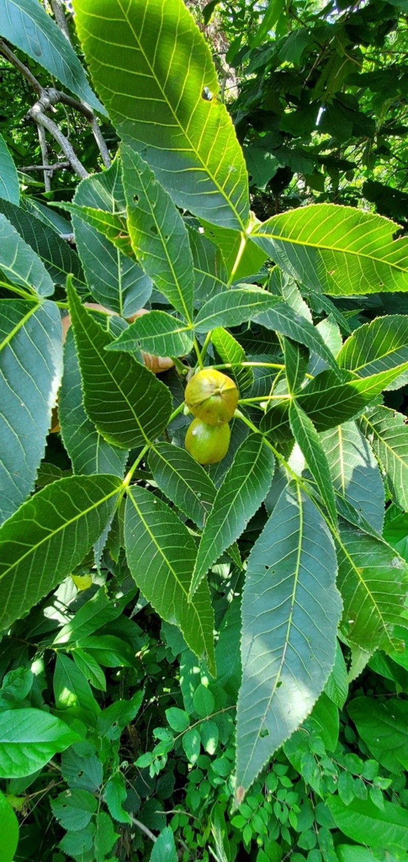 Shellbark Hickory photo 5