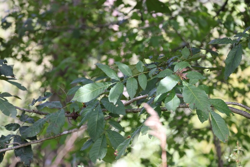 Shellbark Hickory photo 6