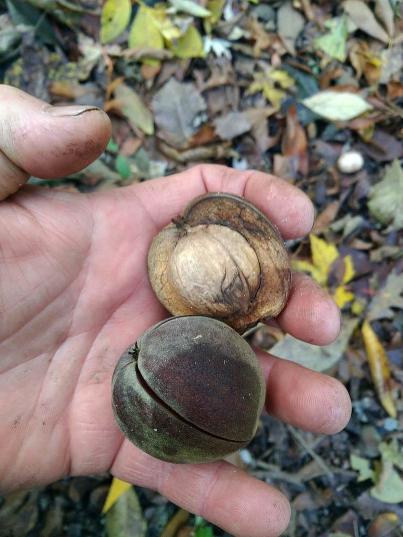 Shellbark Hickory photo 8