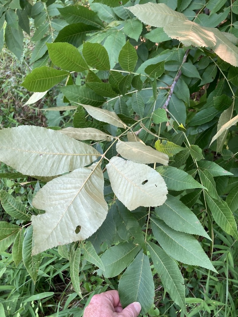 Nutmeg Hickory