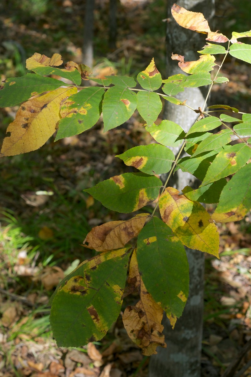 Nutmeg Hickory photo 3