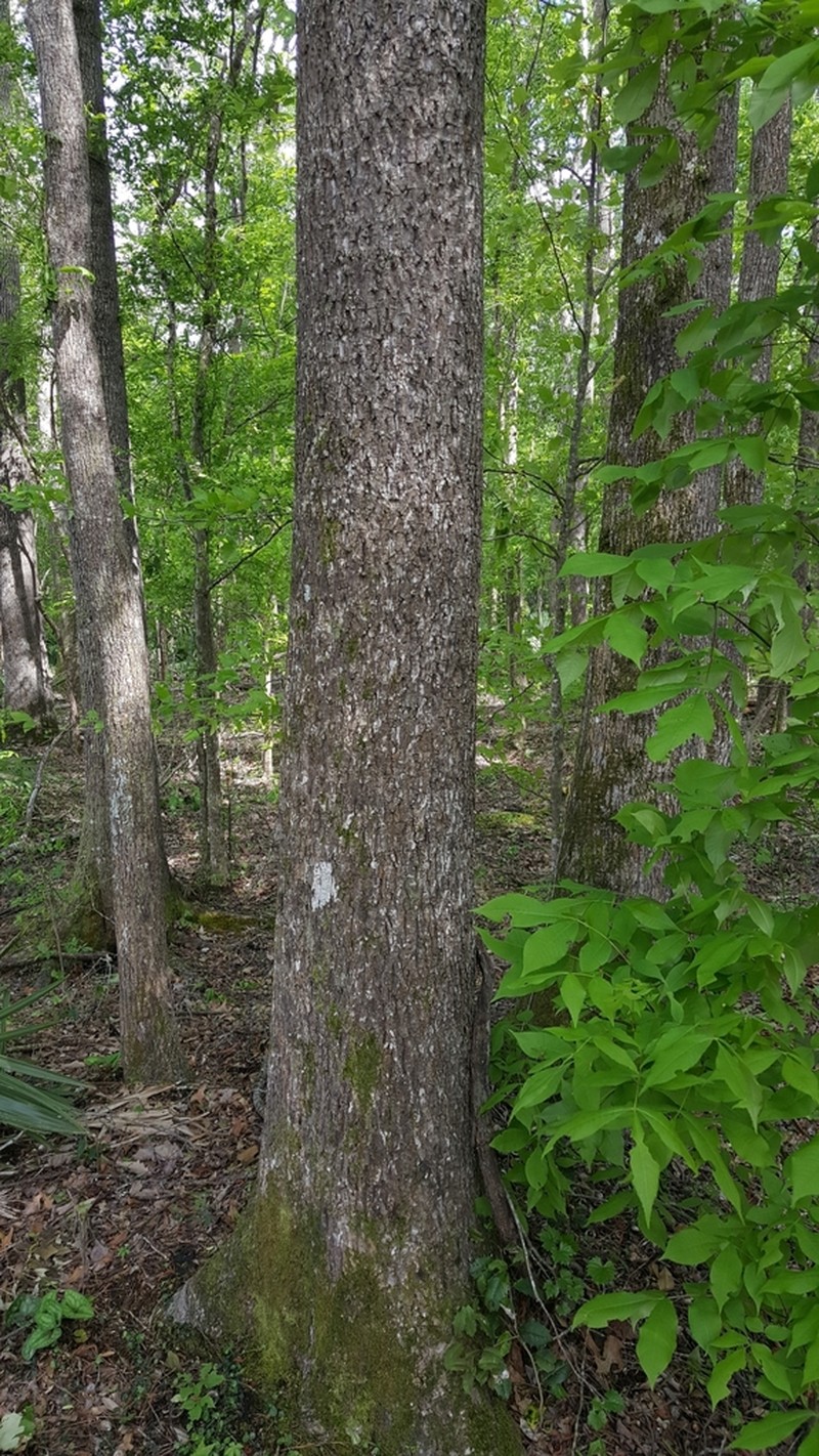 Nutmeg Hickory photo 4