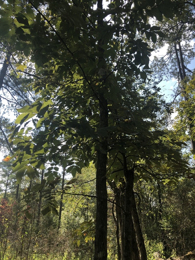 Nutmeg Hickory photo 6