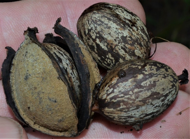 Nutmeg Hickory photo 7