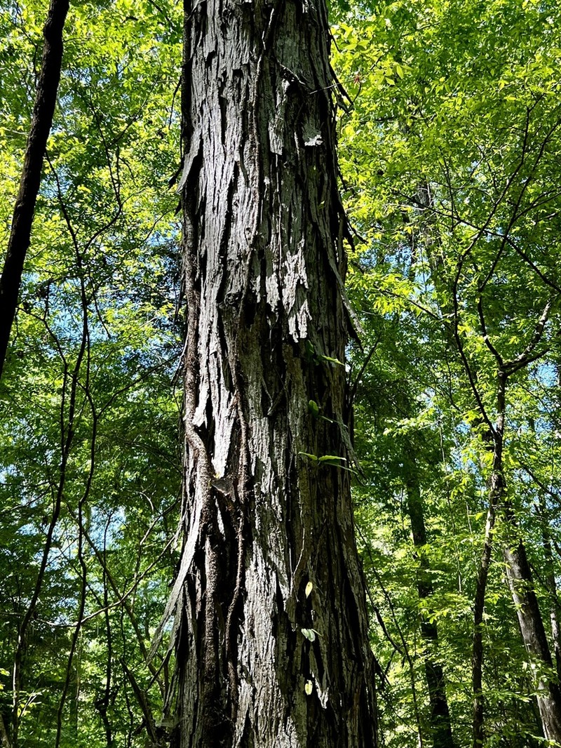 Shagbark Hickory