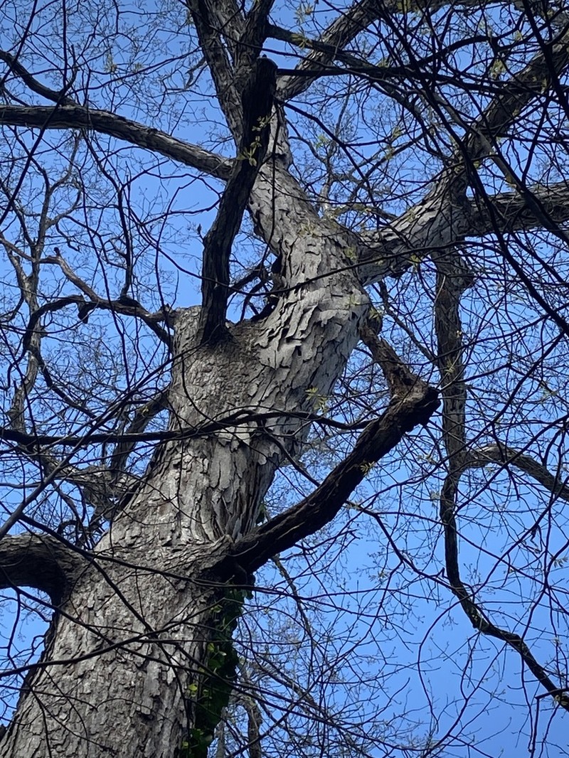 Shagbark Hickory photo 2