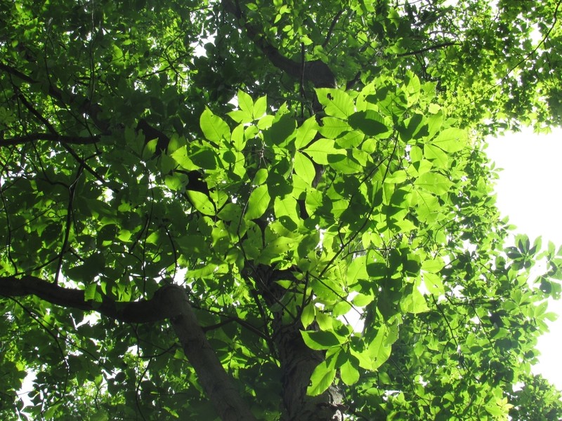 Shagbark Hickory photo 3