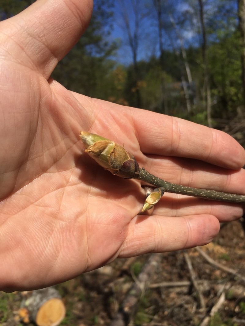 Shagbark Hickory photo 4