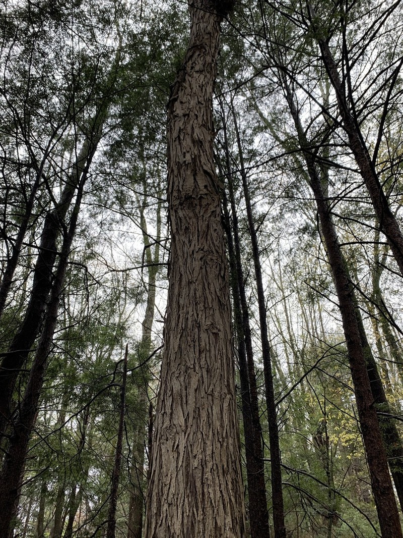 Shagbark Hickory photo 5