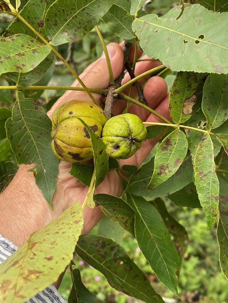 Shagbark Hickory photo 6
