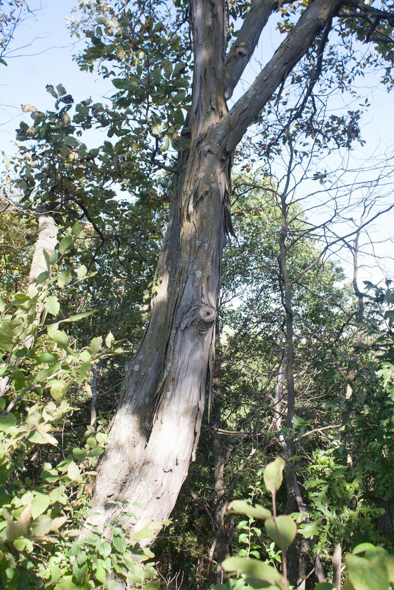 Shagbark Hickory photo 7