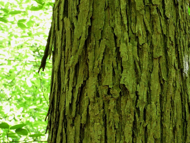 Shagbark Hickory photo 8