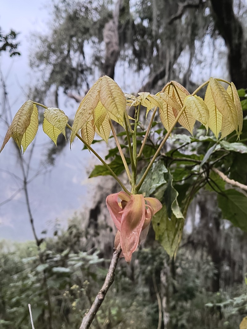 Carya ovata var. mexicana