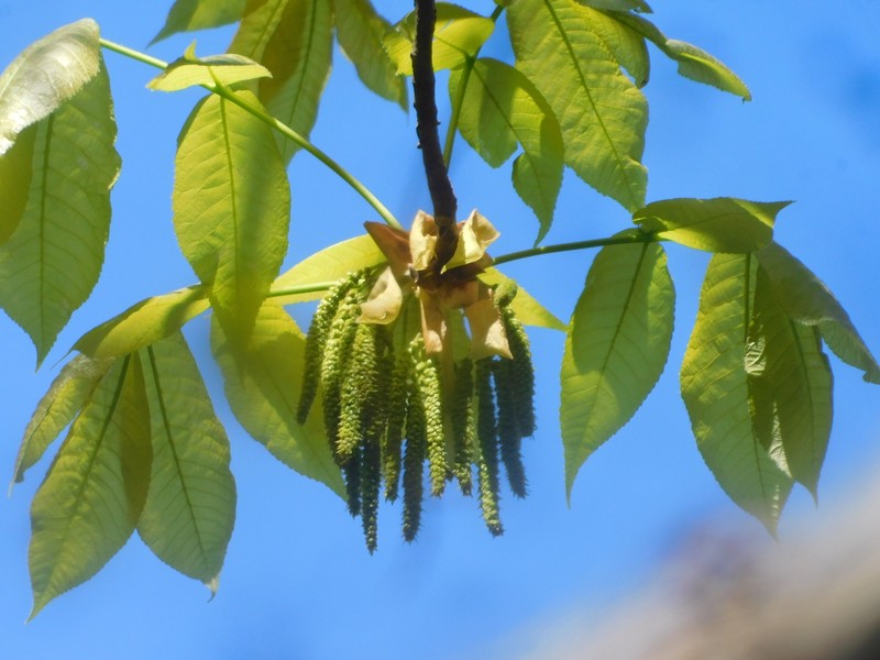 Carya ovata var. mexicana photo 2