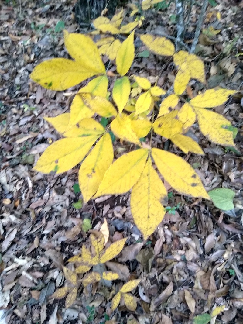 Carya ovata var. mexicana photo 3