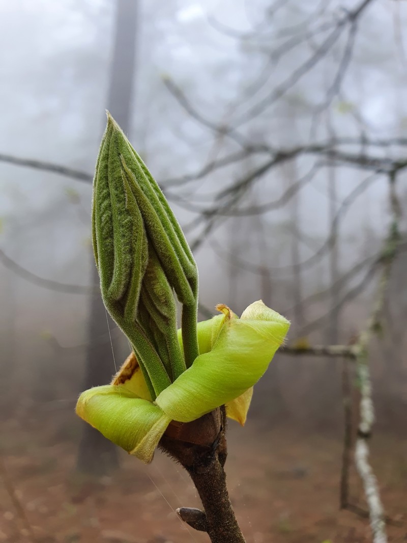 Carya ovata var. mexicana photo 4