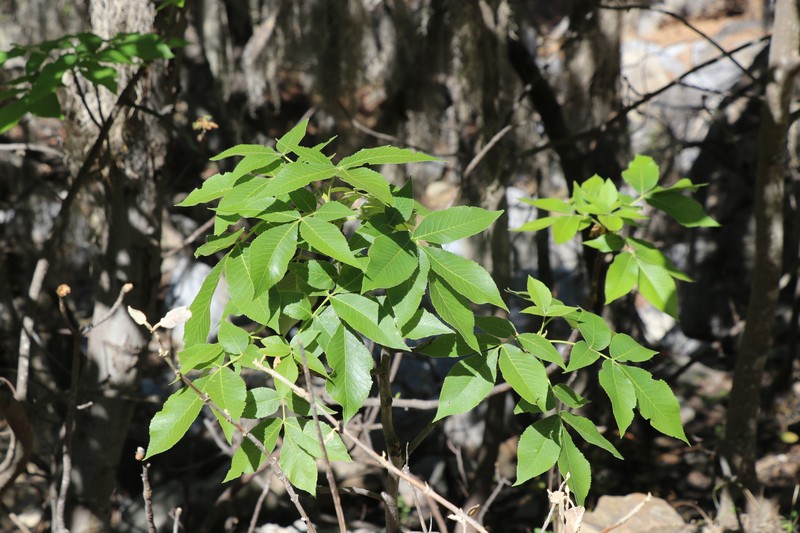 Carya ovata var. mexicana photo 5