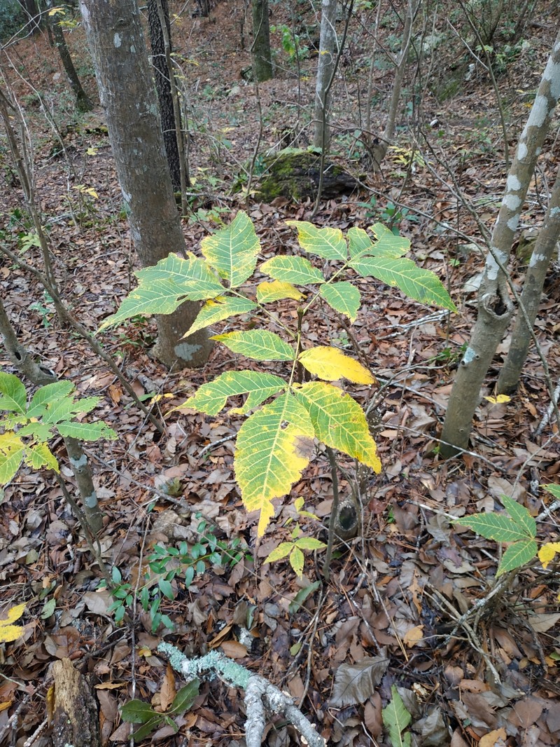 Carya ovata var. mexicana photo 6