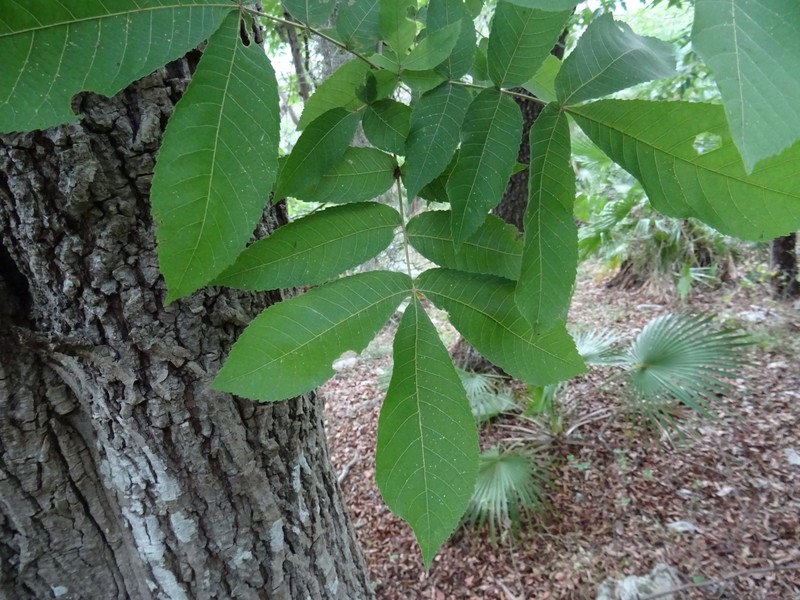 Carya ovata var. mexicana photo 7